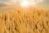 Wheat price down as crop shows good development