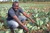 Farm Africa ramps up scheme to help Kenya’s young farmers