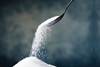 Sugar tax has ‘little impact’ on consumer behaviour