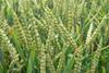 GM crop benefits detailed in new study