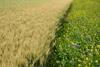 Blue flowering bundle and yellow mustard as a forage belt along a wheat field for bees and insects