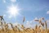 HGCA reports wheat yields findings