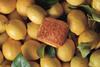 Bridor - Lemon Sensation pastry on lemons - 2100x1400