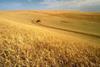 Wheat yields ‘highest on record’