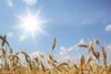 Wheat harvest makes significant progress