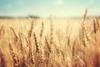 Wheat imports up 87% year-on-year this summer