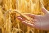 Current wheat crop set to be the largest in four years