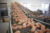 Sodexo announces plans to source only cage-free eggs