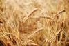 GM ‘super wheat’ trial approved by Defra
