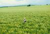 Getty Images - Among the recommendations for farmers are to present claims on better flavour, less chemicals and provenance rather than saying they are 'regenerative' -  2260601398 Daniel Balakov