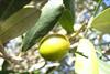 Olive oil shortage threat