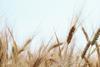 Future looks bright for wheat plantings