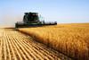 Wheat crop expected to exceed five-year average