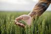 Unrecognizable male farmer touching his wheat crop in agricultural field