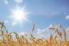New wheat varieties make HGCA Recommended Lists