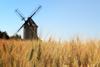 Windmill in wheat field