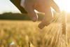 Wheat growth guide revised by AHDB