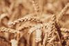 Close-up of wheat in a field