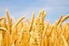 Early quality reports poor for wheat