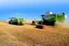 Wheat worries continue as quality becomes clearer