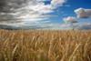 AHDB survey records three-year high in British wheat