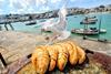 Prima Bakeries Group - Cornish pasties about to be snaffled by seagulls