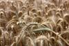 Rye sales reverse downward trend