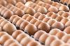 Fipronil contamination: Pidy profiteroles withdrawn from sale