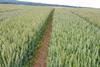 Heriot-Watt University - Wheat field_A