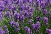 Royal boost for EHL’s lavender sales