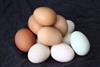 US bird flu increases pressure on egg prices