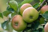 4 Apples on Tree - 1200x900 cropped