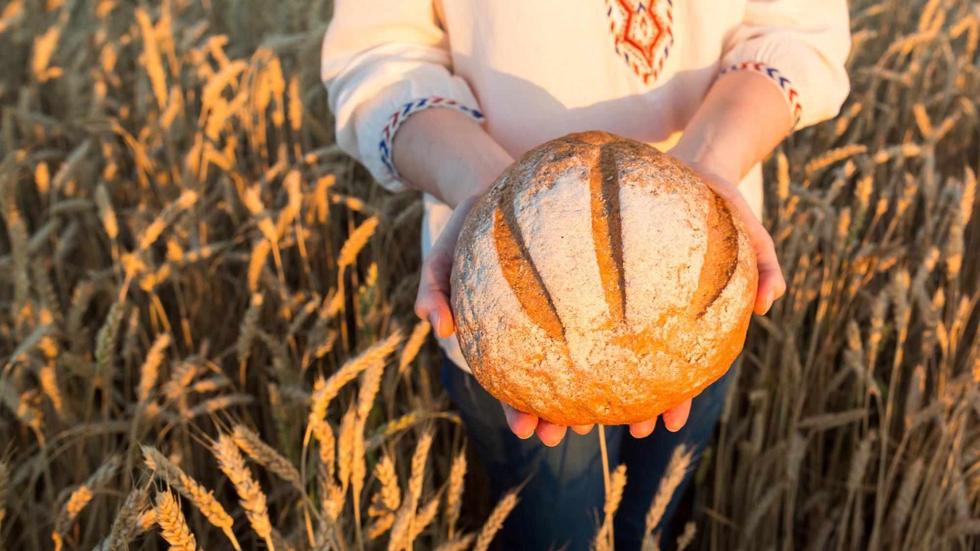 How regenerative farming can help boost bakery sustainability Feature