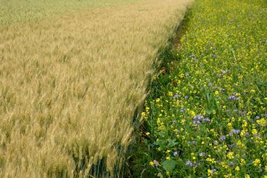 Blue flowering bundle and yellow mustard as a forage belt along a wheat field for bees and insects