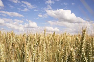 A sunny field of wheat
