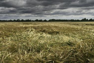 Field of wheat GettyImages-1159402389
