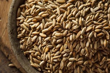 A close up shot of dry rye berries