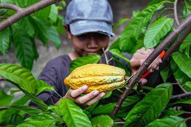 A young cocoa farmer uses pruning shears to harvest a ripe yellow cocoa pod at a plantation in Thailand. Getty Images  Narong Khueankaew   2100x1400