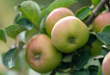 4 Apples on Tree - 1200x900 cropped