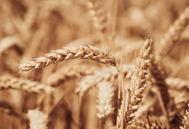 Close-up of wheat in a field