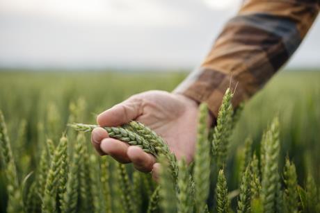 Unrecognizable male farmer touching his wheat crop in agricultural field