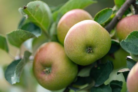 4 Apples on Tree - 1200x900 cropped