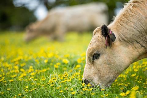 Angus cows and calf grazing on lush pasture