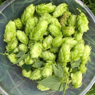 Peter Cooks hops