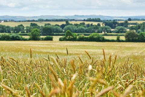 Field of Wildfarmed wheat