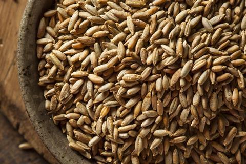 A close up shot of dry rye berries