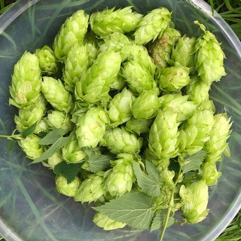 Freshly picked hops before being used by Peter Cooks Bread
