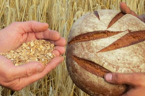 Grain and loaf held in hands in front of a wheat field