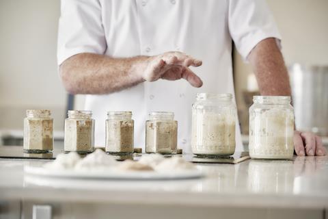 A selection of sourdough starters made with different flours in jars