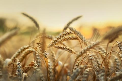 Wheat in a field